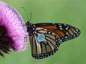 Monarch Butterfly with a tracking tag. Photo: Southwest Monarch Study