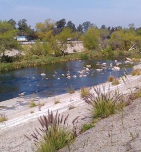 Despite walls of concrete, the natural habitat persists in soft bottomed portions of the LA River. 